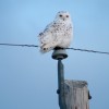Snowy Owls seen in Holden, Bruce