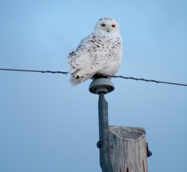 Snowy Owls seen in Holden, Bruce
