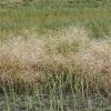 Viking hit hard by hail: Chance of bumper crops pounded down
