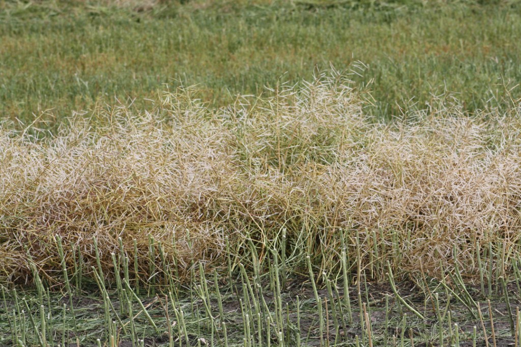Viking hit hard by hail: Chance of bumper crops pounded down