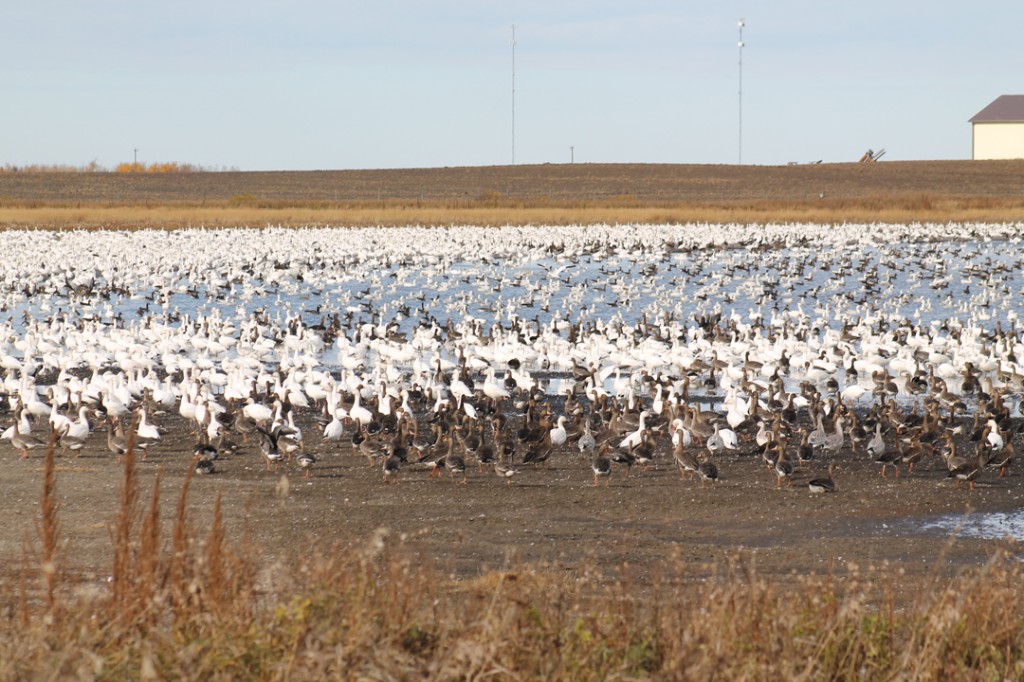 Snow geese take a rest before long trip south