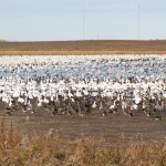 Snow geese take a rest before long trip south