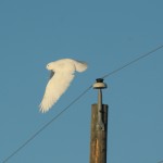 Snowy owl