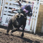 Bruce Stampede gets sun for Sunday’s events