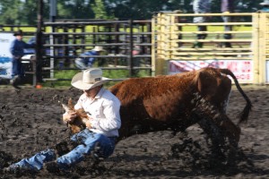 Cloverlodge Steer Wrestling