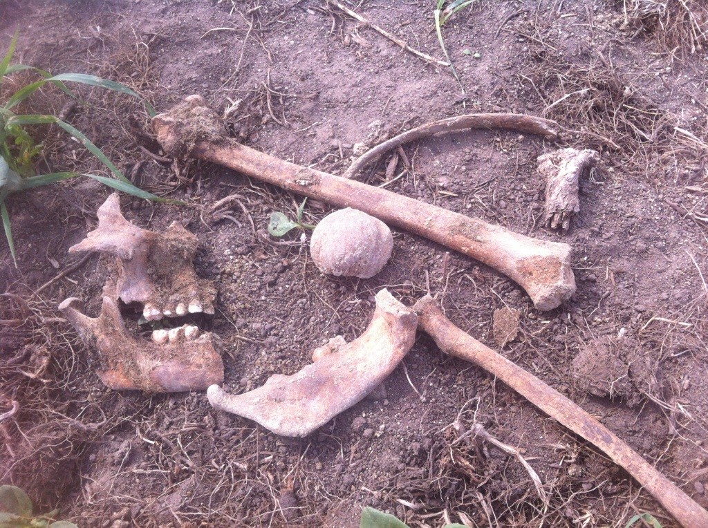 Bones found estimated to be 150 years old