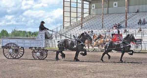 Ruzicka Family horses-Gord