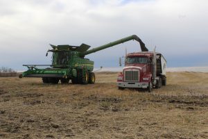 lions-harvest-combine-dumping