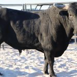 Skori-raised bucking bull joins the herd of superstars, wins Bull of the Night in NY