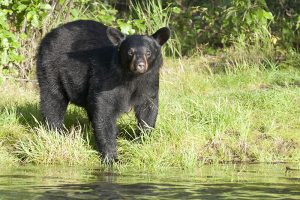 Black Bear in Alaska