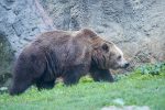 Alberta grizzly bear killing policy under fire