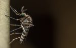 West Nile found in mosquitos in Ontario