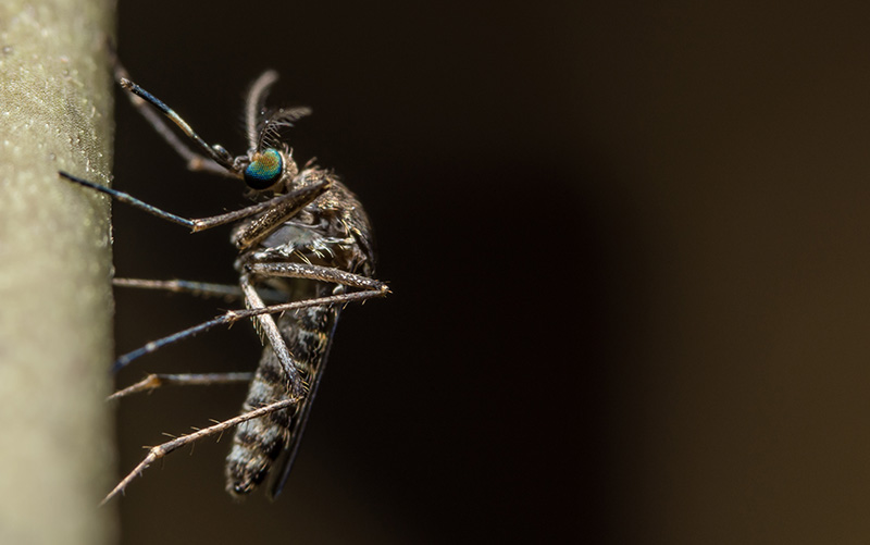 West Nile found in mosquitos in Ontario
