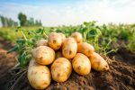 How manure improves rate of yield in potatoes