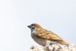 Grassland bird population declined 70 per cent in past 50 years